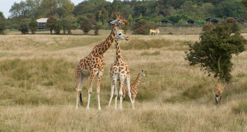  A safari is also included in the package, with the chance to feed the giraffes