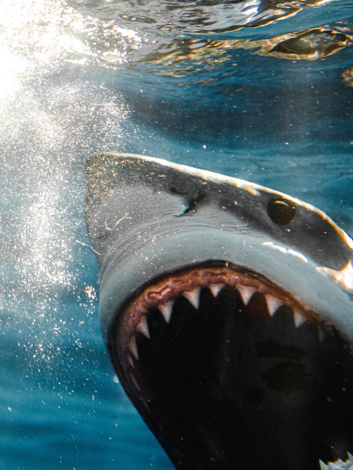 Light can be seen shining onto the shark's gnashers