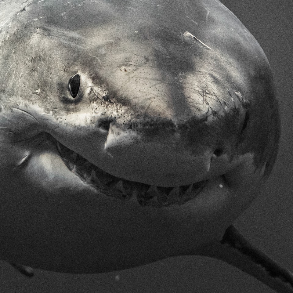 An alarmingly up-close shot of a great white's face