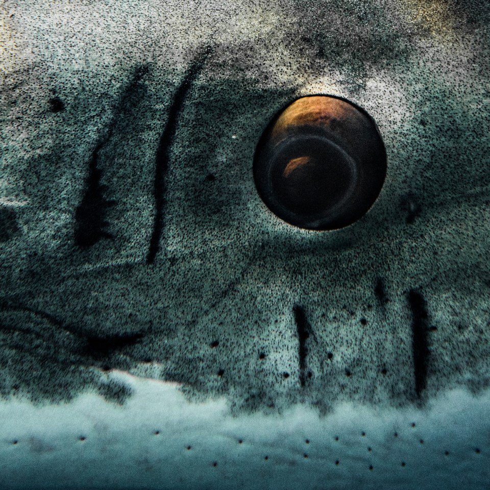 A great white's eye as it checks out the human in the cage