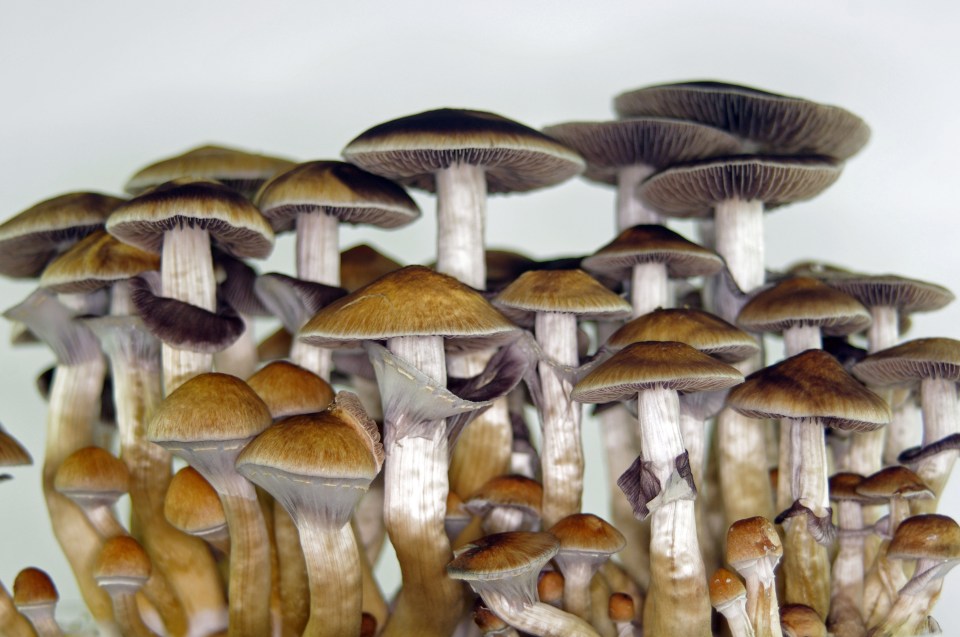  The drug in so-called magic mushrooms may be a viable treatment for depression