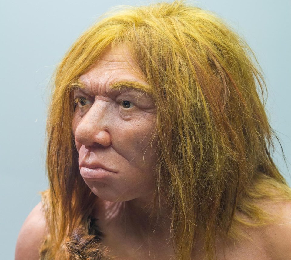  Neanderthals went extinct due to inbreeding and small populations, new study says