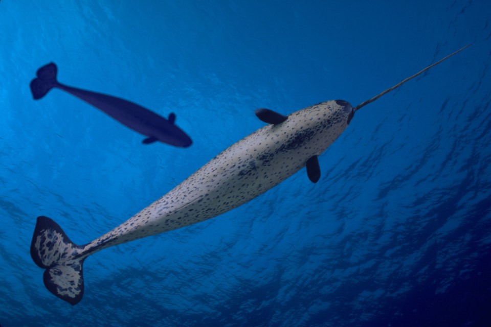 The narwhal tusk—most commonly found on males—is an enlarged tooth with sensory capability and up to 10million nerve endings inside