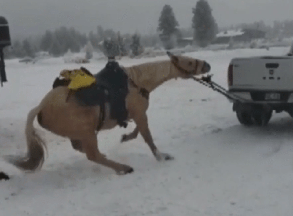  Trigger is seen digging his hooves into the snow to ground himself