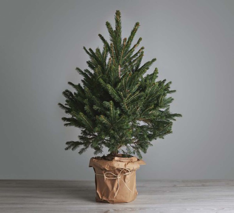  You can nab a rented Christmas tree from Rental Christmas Trees ahead of the festive season