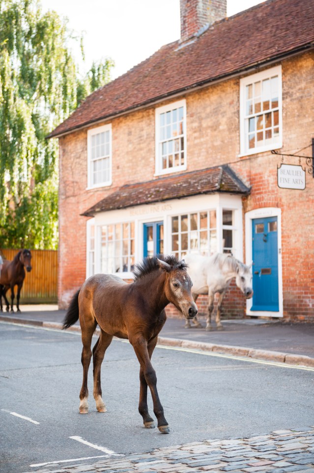 Wild ponies roam the streets around the New Forest