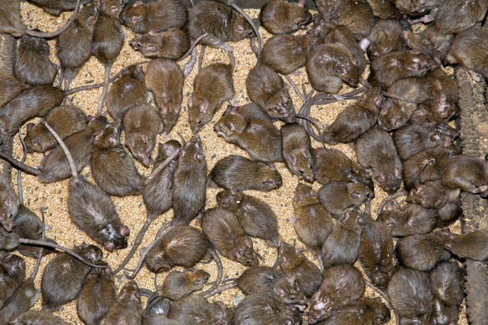  Super rats in major cities around the US are resistant to common rat poisons and rodenticides