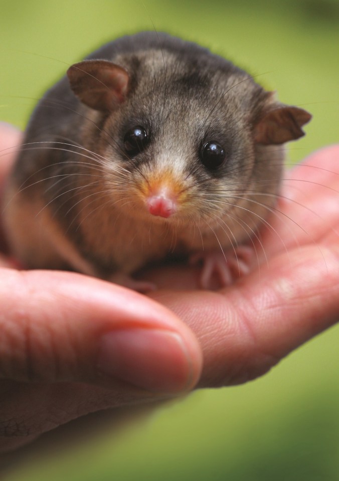  The nests were built for pygmy possums