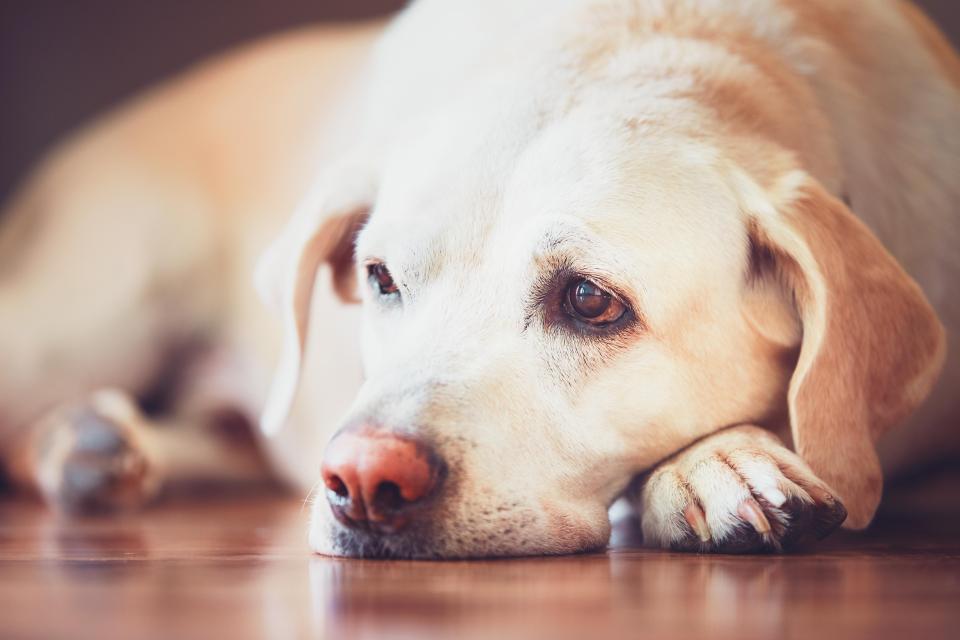  Some brazen holidaymakers even try and adopt the pooches back after the break is over