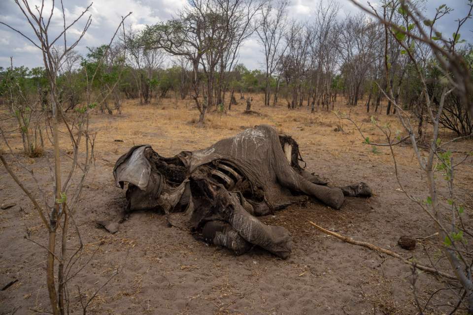  Southern Africa has been hit by severe drought, killing elephants in Hwange National Park in Zimbabwe