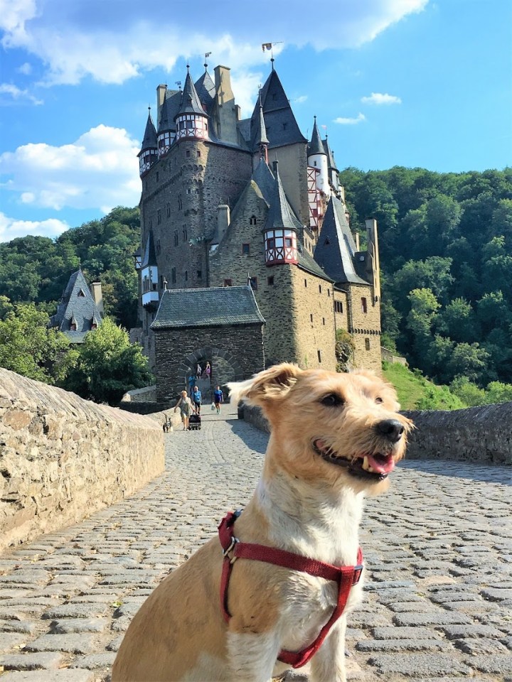  Nine-year-old Jack Russell Falco on a trip to Germany with owner Paul Wojnicki