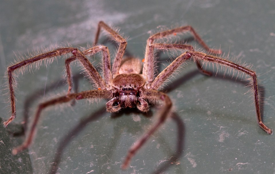  Huntsman spiders can grow to around 30cm in size