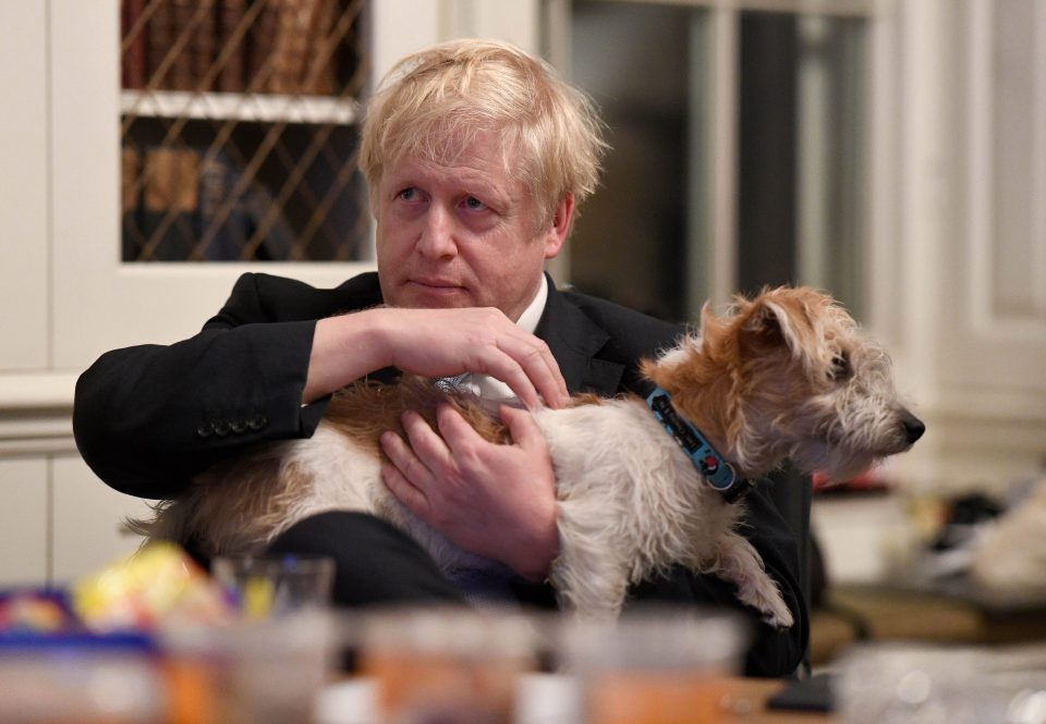  Boris calmly strokes Dilyn the terrier as he watches the election drama unfold on Thursday