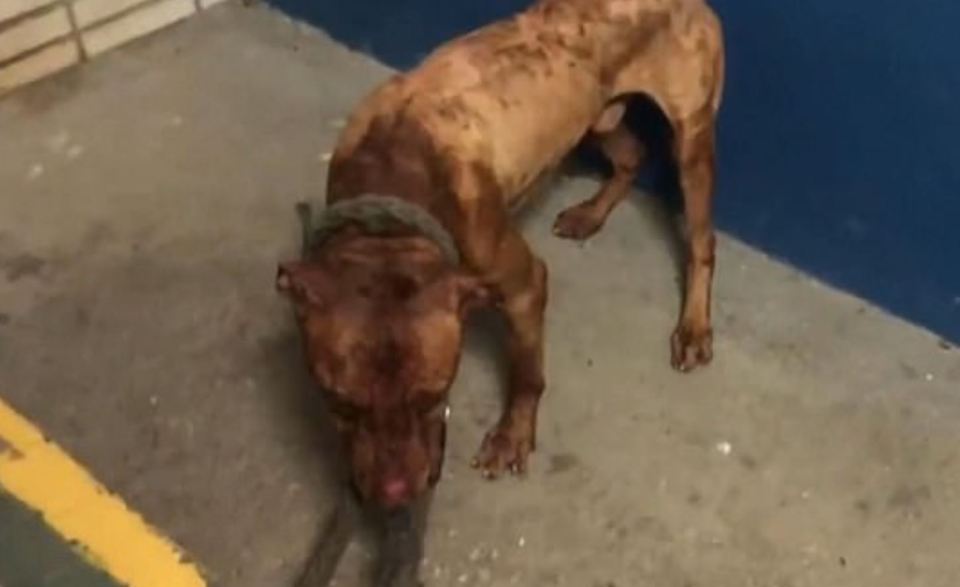  Nineteen emaciated dogs, including puppies, were found barely alive