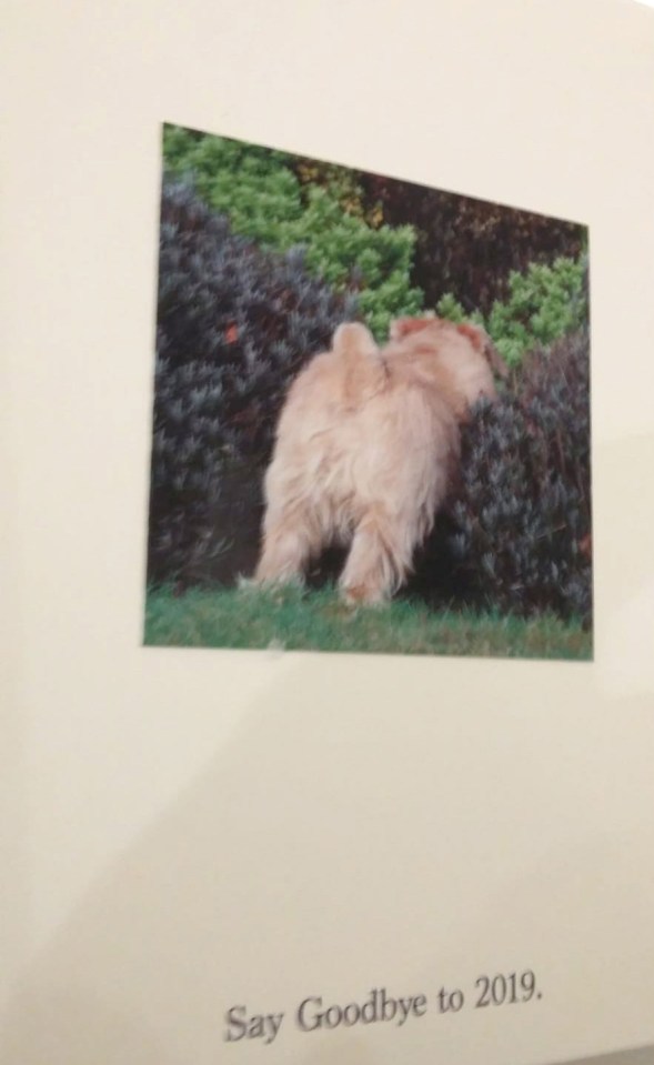  The card features one of the couple's dogs