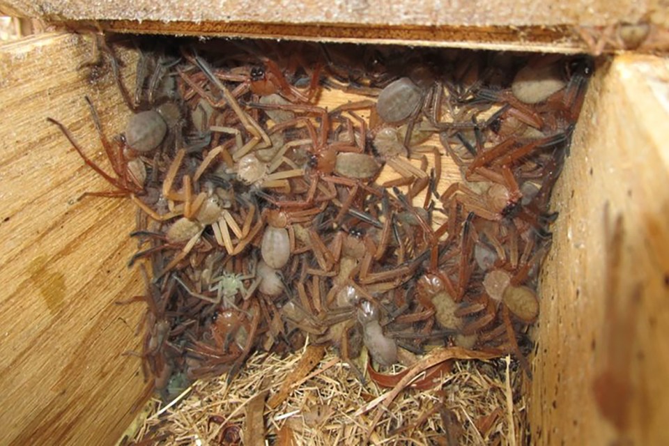  The colony of huntsman spiders invaded a nest built for cute pygmy possums