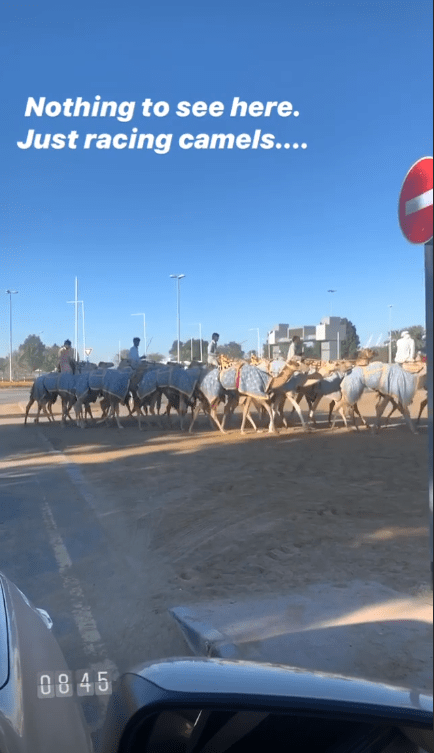  The family admire a herd of camels