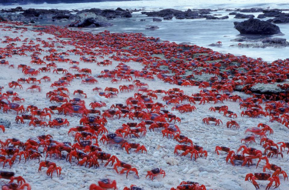  Masses of Christmas Island Red Crabs spawning on the beach on Christmas Island