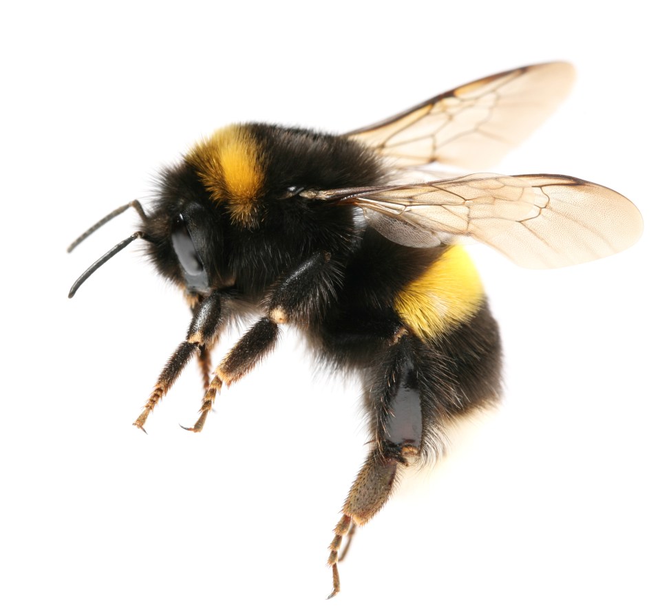 Being stung with bee venom can help with inflammation and scarring