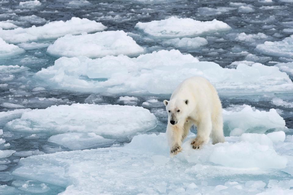 Polar bear (Ursus maritimus) walking on pack-ice, Spitsbergen, Svalbard Islands, Svalbard and Jan Mayen, Norway