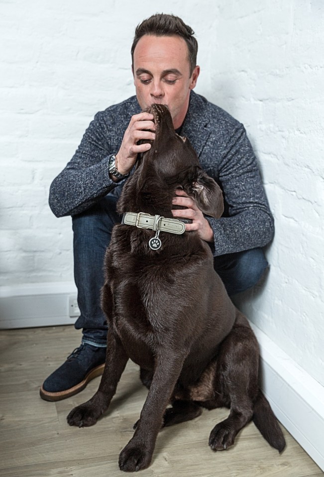  Ant McPartlin has agreed to share custody of the dog Hurley