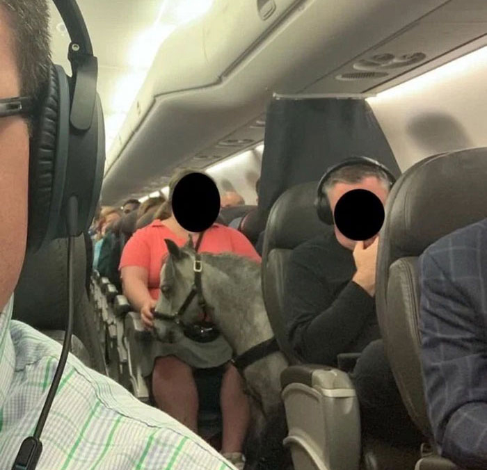 Strange animals such as horses have been spotted on planes before