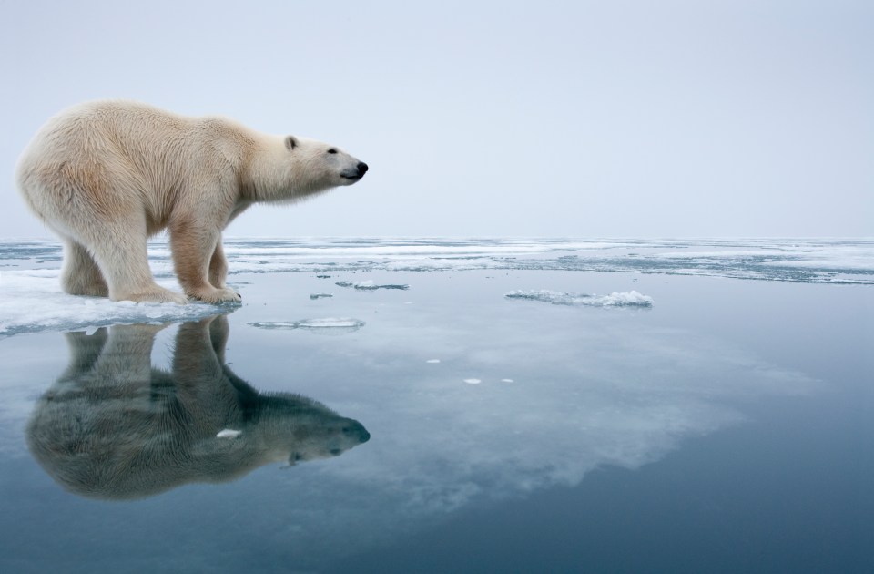 Polar Bear on Melting Ice, Svalbard, Norway