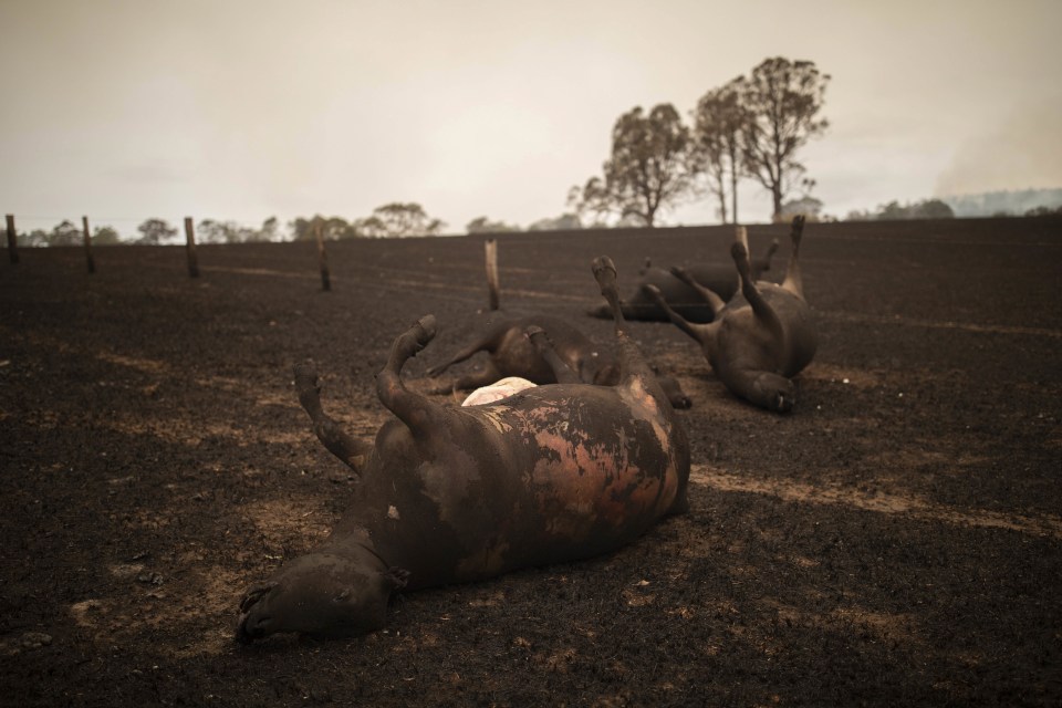  It is feared entire species may be wiped out by the out of control wildfires