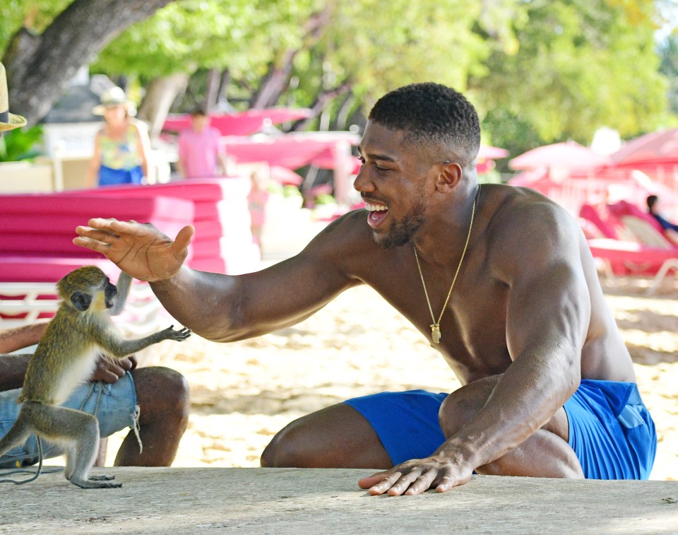  The cheeky primate gave the champ a hi-five