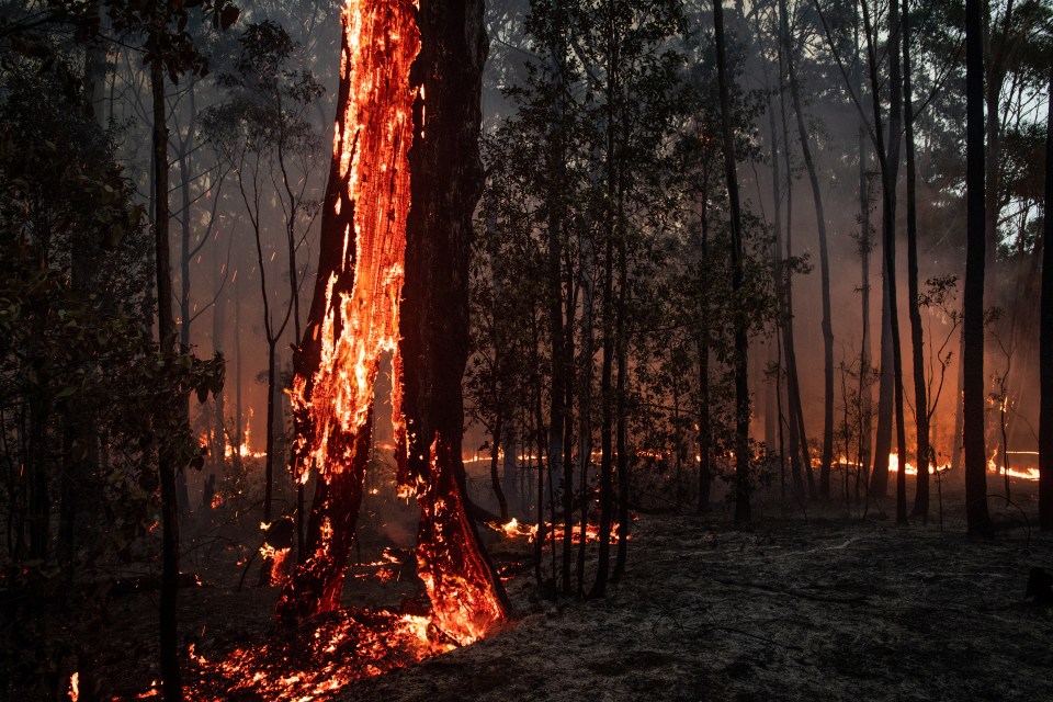  A large tree burns along Bendalong Road, near Manyana