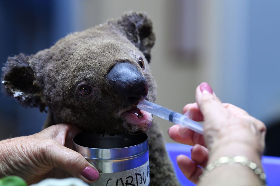  Experts fear a billion animals have perished in the shocking bushfires