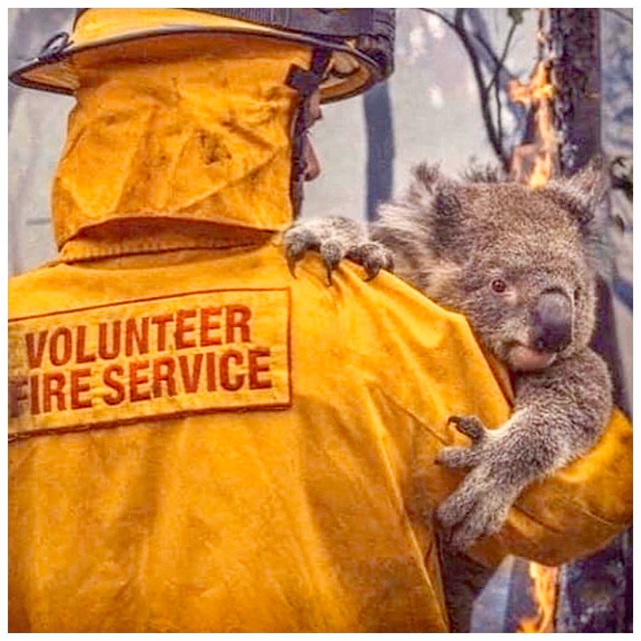  The pair credited @nswrfs for the photo showing the devastation to wildlife