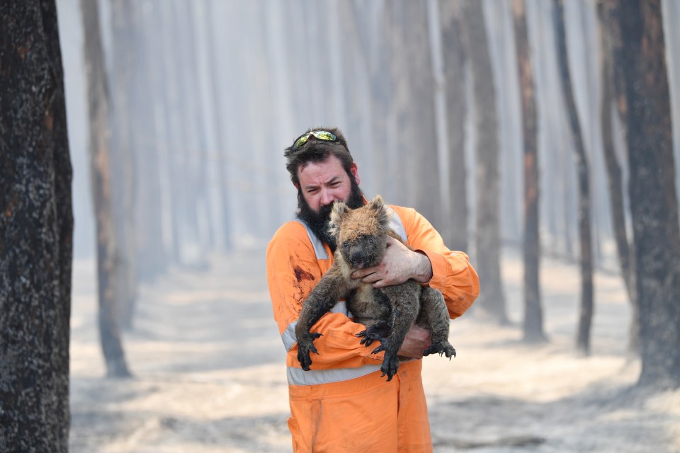 It is estimated nearly a third of the Koala population has been wiped out by the flames