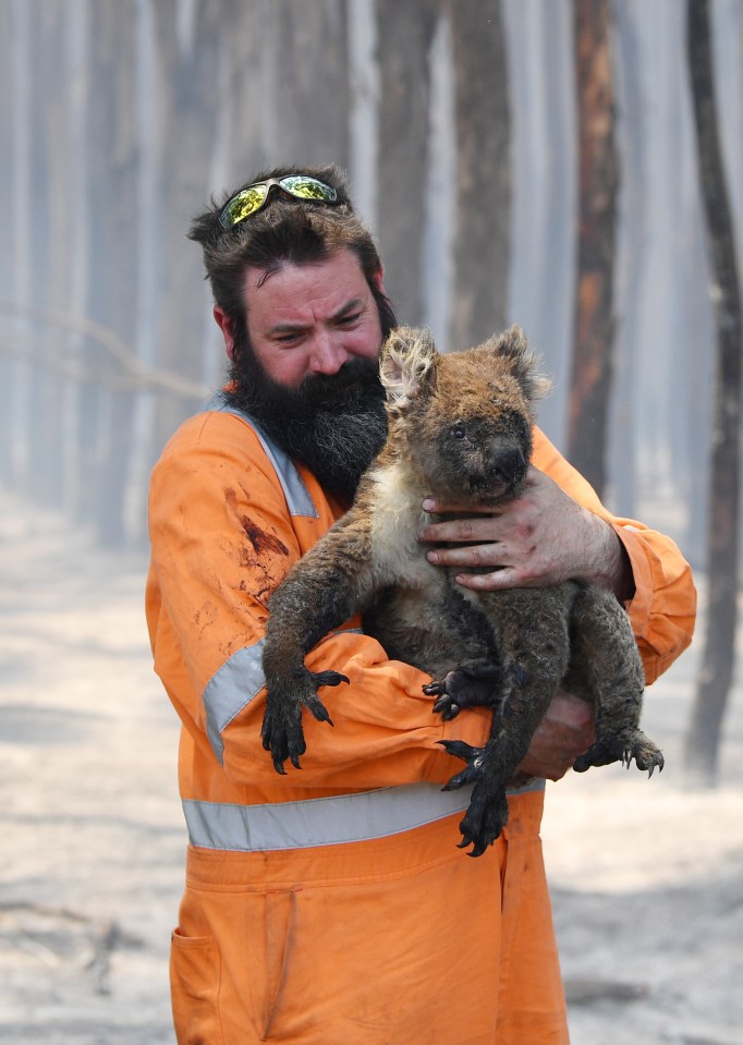 Steve Irwin's zoo rescues thousands of possums & koalas injured in fires 