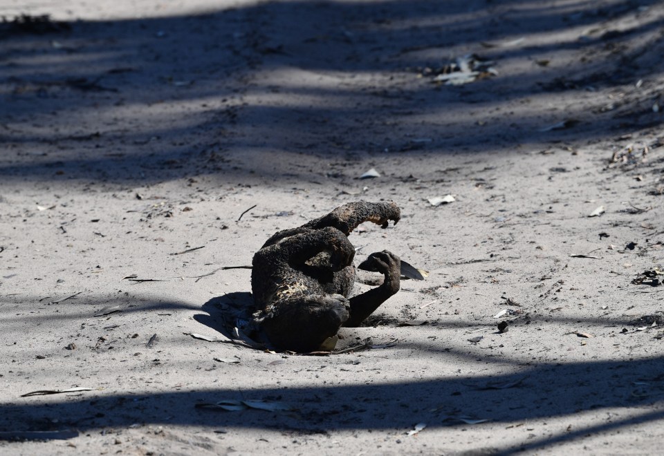  The koala species has been declared “functionally extinct” as a result of the wildfires