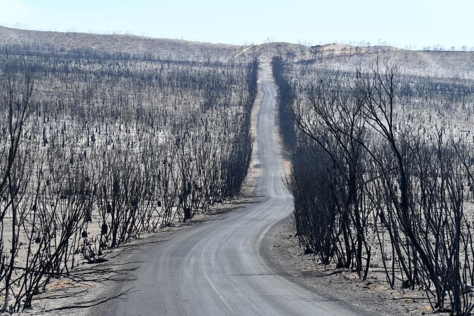  The country has been devastated by the bushfires