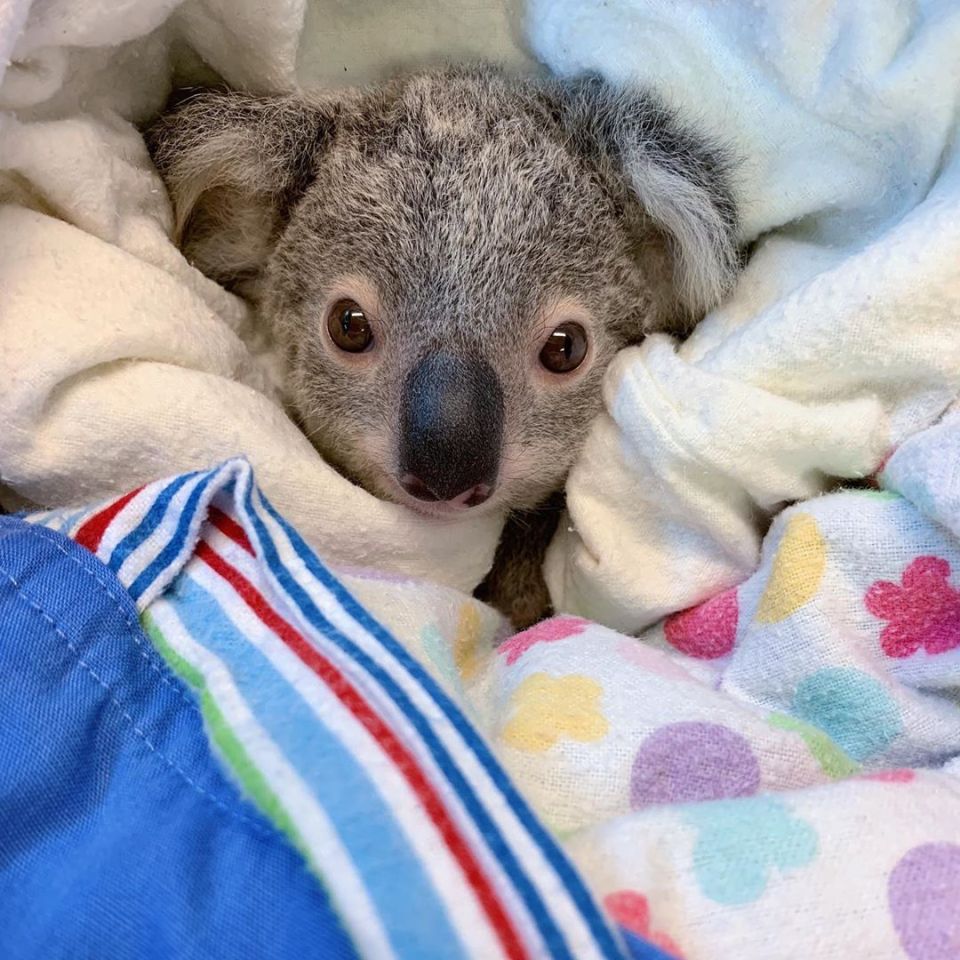 Steve Irwin's zoo rescues thousands of possums & koalas injured in fires