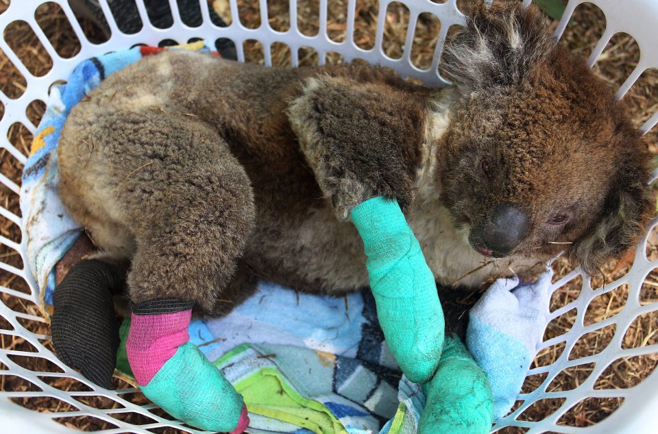 Many of the koalas that escaped death received shocking burns