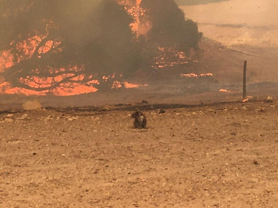  Hundreds of MILLIONS of animals have died with fires sweeping across huge swathes of Australia