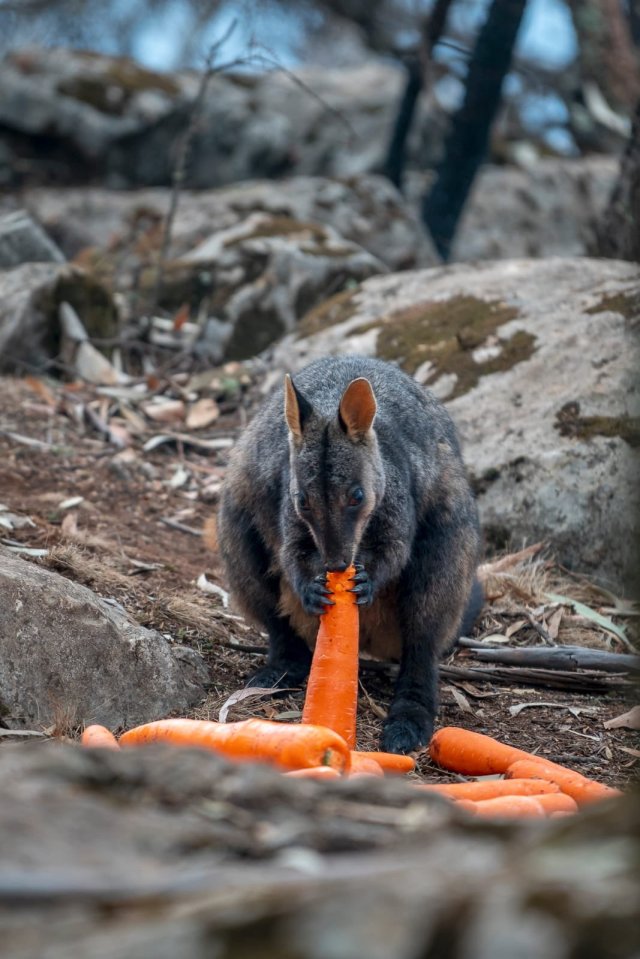  'Operation Rock Wallaby' 'Operation Rock Wallaby' has been commissioned to combat the at-risk nature of the state's marsupial population in the midst of the bushfire crisis