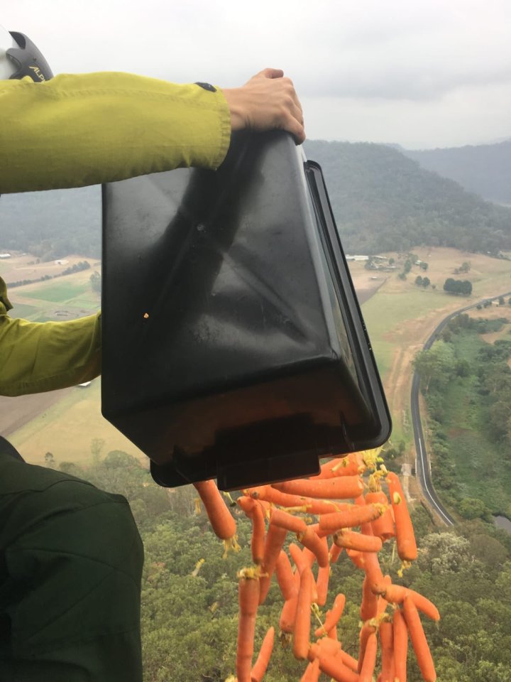  Helicopters are being used to drop thousands of kilograms of sweet potato and carrots to the trapped native wildlife