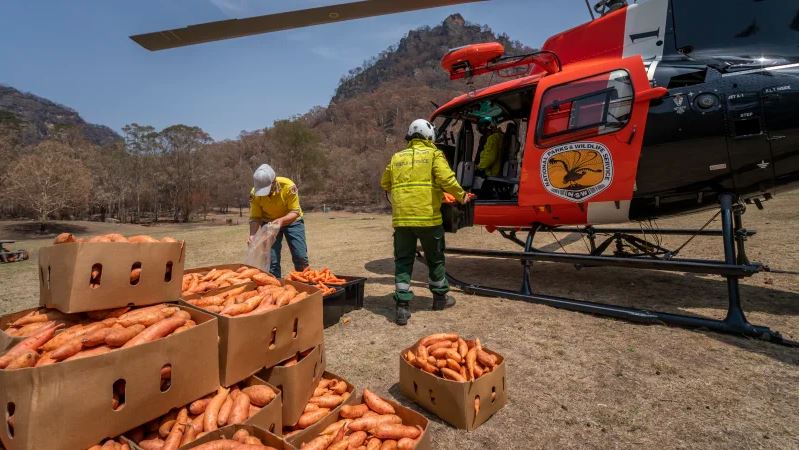  Although the surviving native animals managed to escape the fires, they’re now forced to live outside of their natural habitat and are left without food