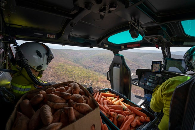  The food drops will now form part of a state-wide scheme addressing post-fire wildlife recovery