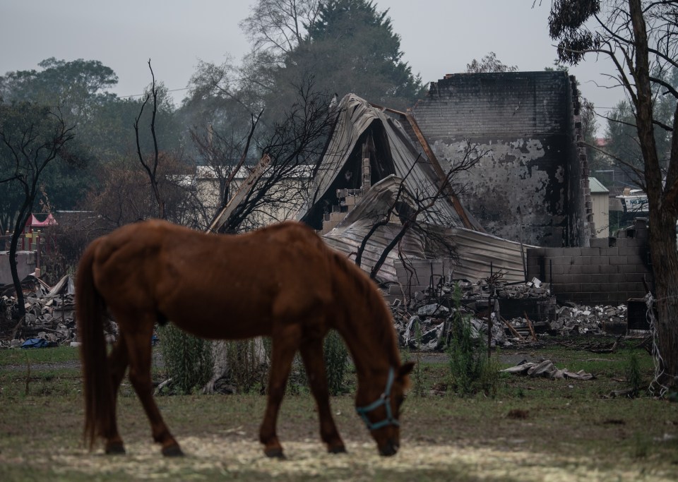  Rain has come as welcome relief to millions of animals caught up in the fires, such as this horse grazing near a burnt-out house in Cobargo, New South Wales