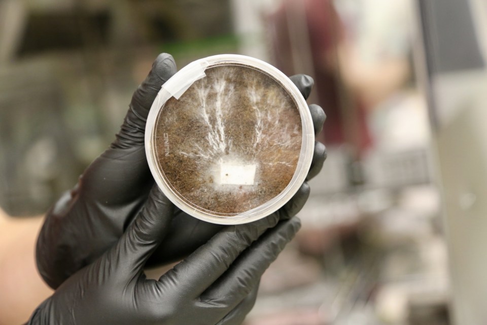 This petri dish shows mycelia, the underground fungus threads, growing in stimulated Martian soil