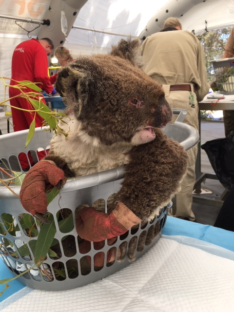  Dozens of injured koalas are being treated at the makeshift animal hospital