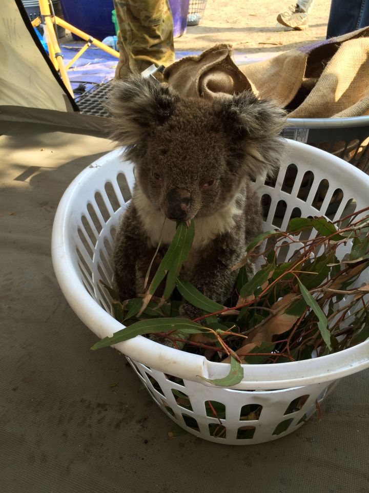  Sadly, not all koalas have been lucky enough to recover from their injuries