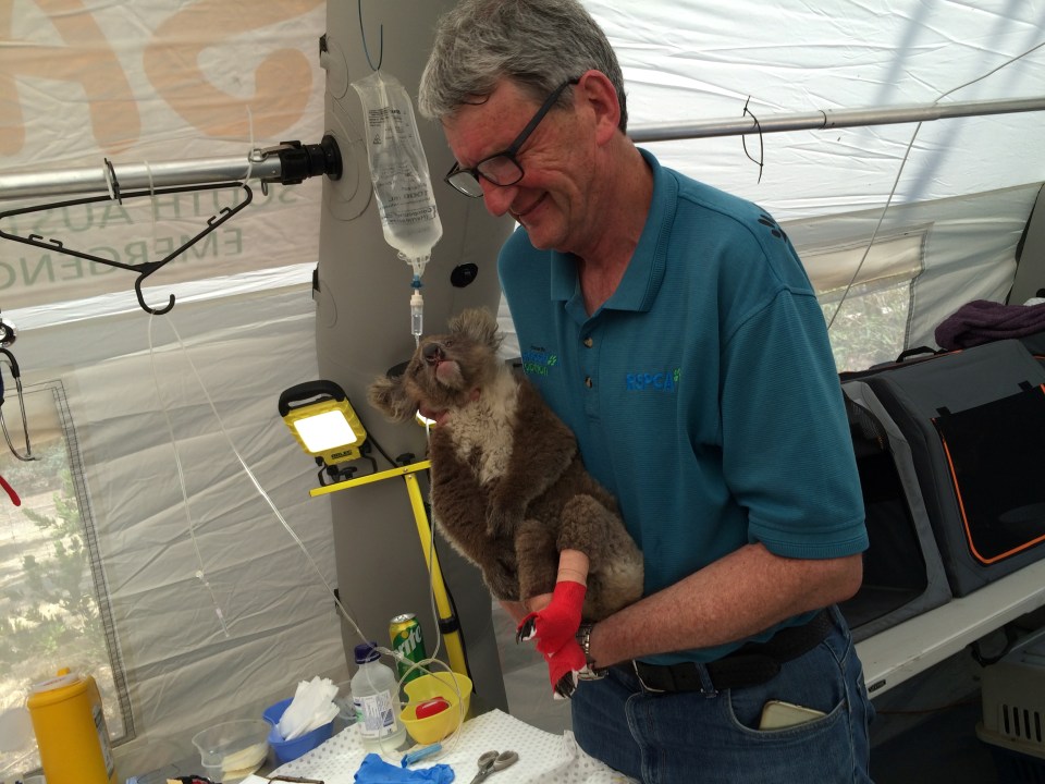  Veterinarian Dr Brad Ward has been treating the injured koalas left stranded in the Kangaroo Island bushfires