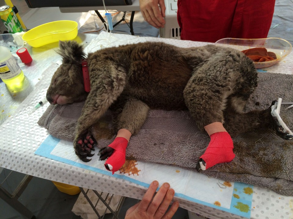  Many koalas are so badly burnt, they've had to be sedated to receive medical treatment