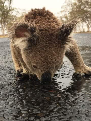  A grateful koala drinks from the rainwater